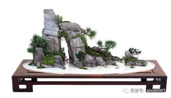 假山草 假山藝術中的自然點綴